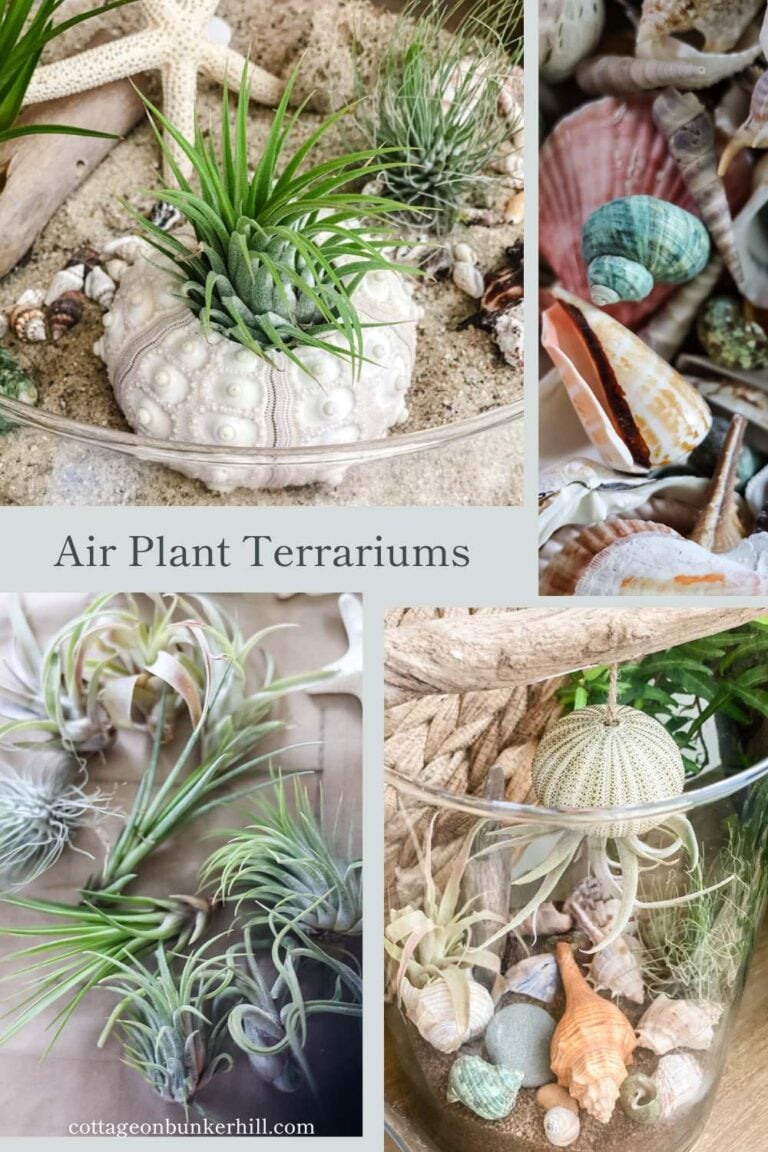 DIY Air Plant Terrariums: A Step-By-Step Guide