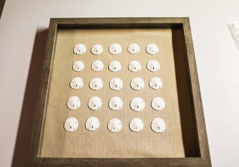 sand dollar shadow box