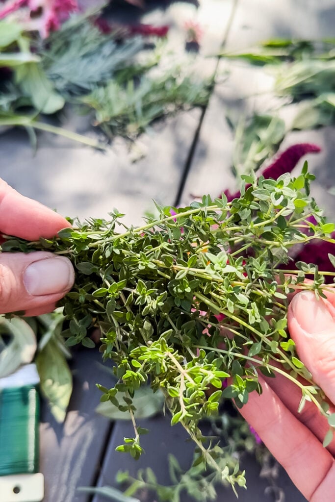 hands holding thyme