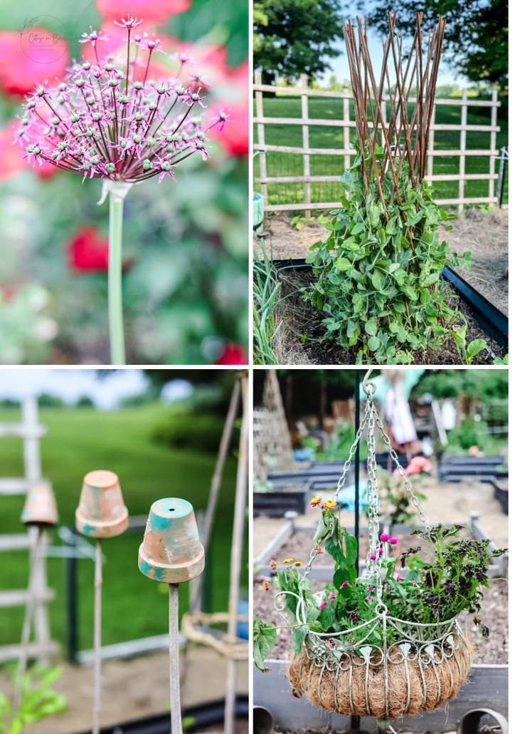 From Seedling to Sprout: A Tour of My Cottage Garden’s Growth