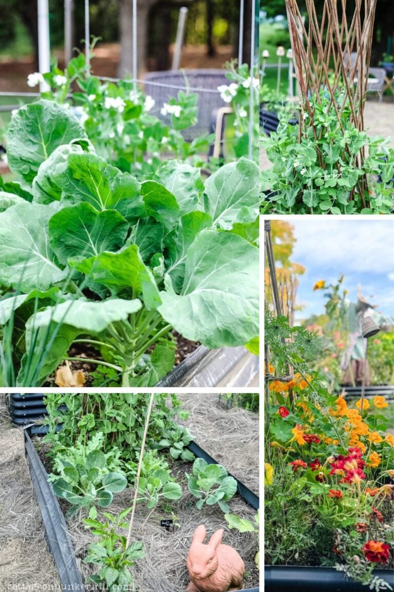 Pretty and Productive: Cottage-Style Gardening in Raised Beds