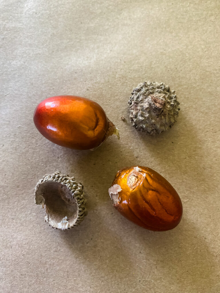 foam acorns with acorn tops removed