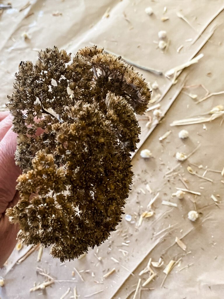 dried yarrow bunch