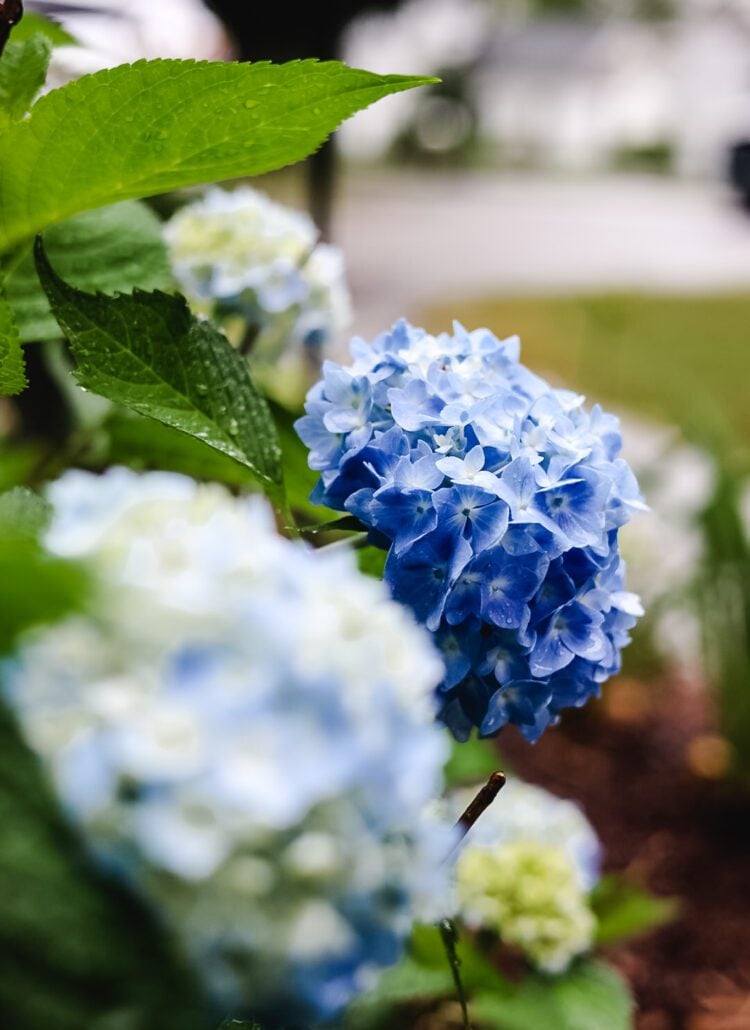 blue hydrangeas
