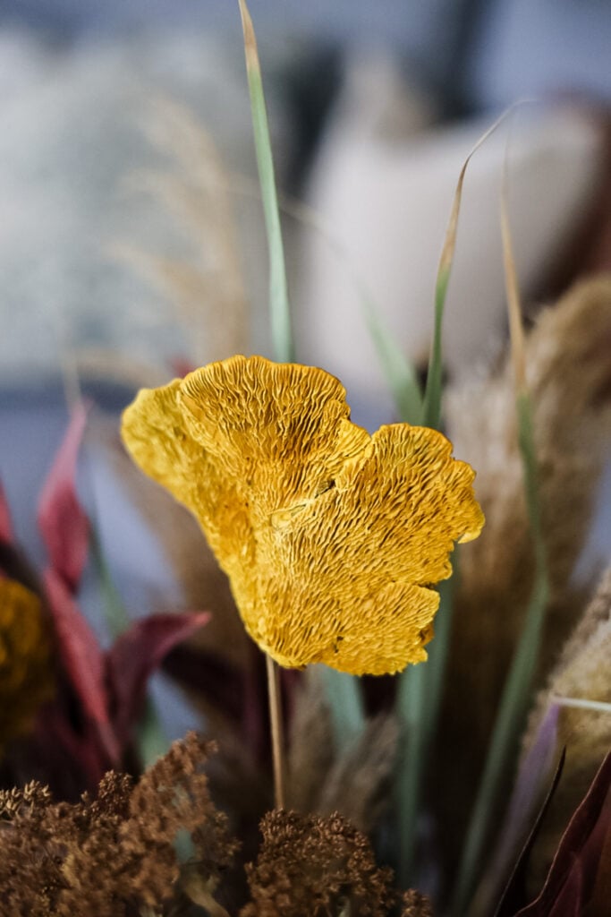 yellow shelf mushroom