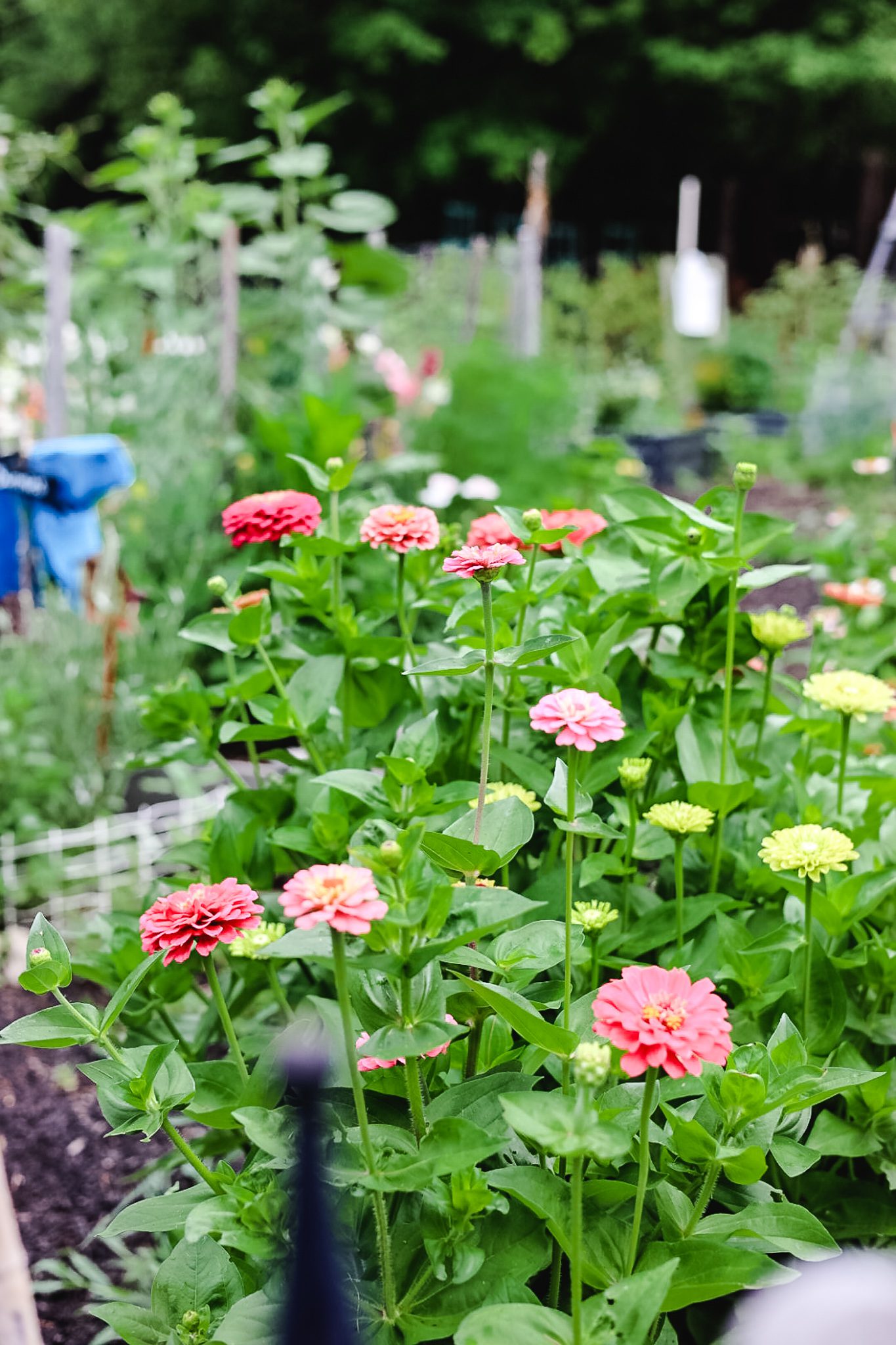 cottage garden with zinnias flowering