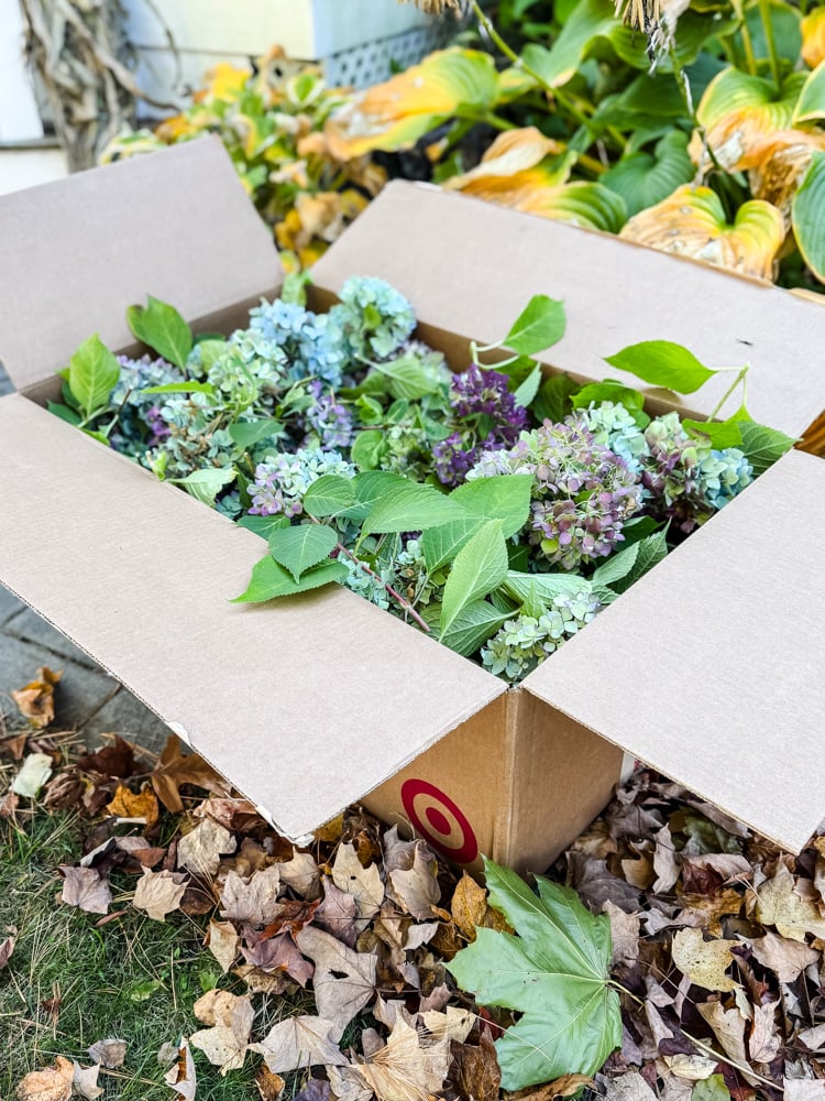 harvesting hydrangea blooms in the Fall