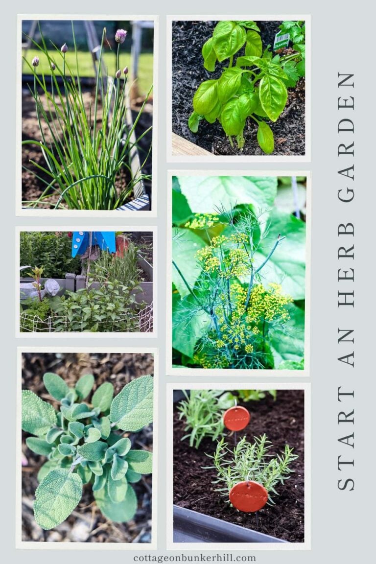 How to Start an Herb Garden: A Beginner’s Guide
