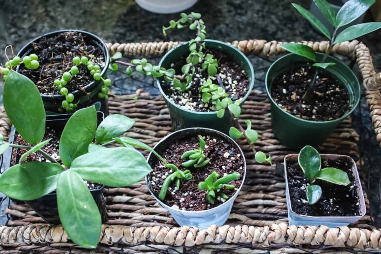 easy ways to propagating plants