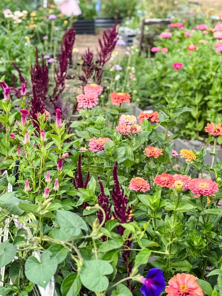 A Mid-Summer Cut Flower Garden Tour: What’s Blooming!
