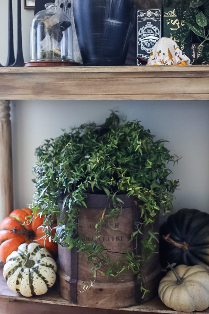 ivy plant in wooden barrel