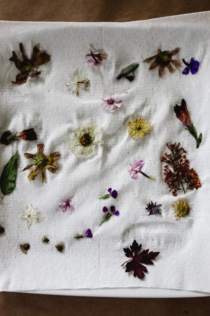 pressed and dried flowers