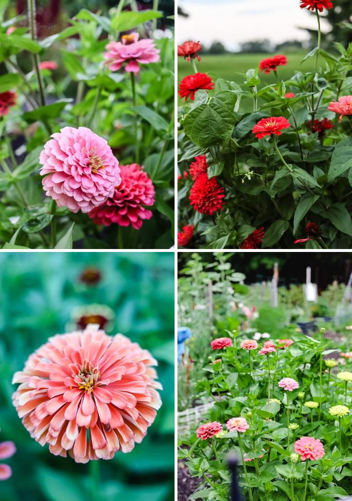 A Guide to Growing Zinnias for Beginners: Easy Steps to Success